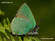 Male Green Hairstreak butterfly (Callophrys-rub)