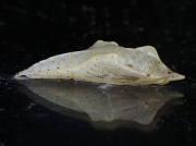 1551 Green-veined-white-pale-chrysalis
