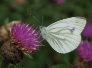 Green-veined White (Pieris napi)