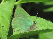 Green Hairstreak butterfly  (Callophrys rubi)