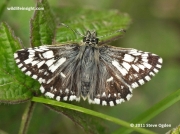 Taras aberration of Grizzled Skipper butterfly (Pyrgus malvae) in Cornwall, Uk - photo Steve Ogden