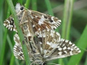 Grizzled Skipper butterfly (Pyrgus malvae) - pair