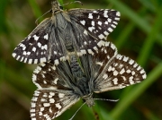 Grizzled Skipper butterfly (Pyrgus malvae) - pair