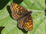 Heath Fritillary (Melitaea athalia)