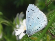 Holly Blue (Celastrina argiolus)