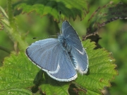 Holly Blue (Celastrina argiolus) - male
