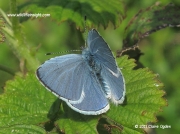 Holly Blue butterfly male (Celastrina argiolus) © 2011 Claire Ogden
