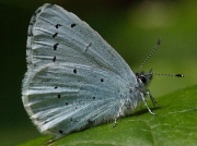 Holly Blue (Celastrina argiolus)