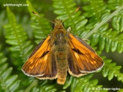 Large-Skipper-butterfly-Ochlodes-faunus-0070