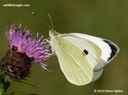 Large White butterfly (Pieris brassicae)
