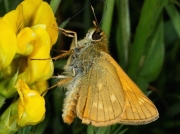 Large Skipper butterfly (Ochlodes faunus) female nectaring