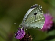 Large White butterfly (Pieris brassicae) underside