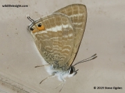 long-tailed-blue-butterfly- Lampides boeticus