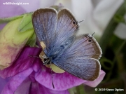Male Long-tailed Blue butterfly.
