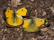 Male and female clouded yellow butterflies (Colias croceus) courting