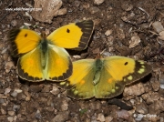 Clouded Yellow butterflies (Colias croceus) male and female courting © Steve Ogden