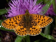 Small Pearl-bordered Fritillary (Boloria selene) male
