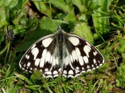 Marbled White (Melanargia galathea)