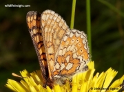 Marsh Fritillary butterfly (Euphydryas aurinia) nectaring on dandelion flower