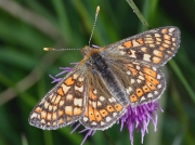 Marsh Fritillary (Euphydryas aurinia)