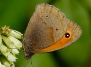 Meadow Brown (Maniola jurtina) on Navelwort (Umbilicus rupestris)