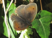 Meadow Brown (Maniola jurtina)