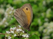 Meadow Brown (Maniola jurtina)