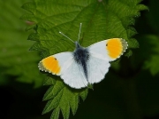 Orange-tip (Anthocharis cardamines)