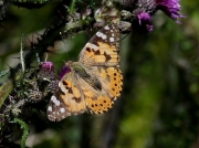 Painted Lady (Vanessa cardui)