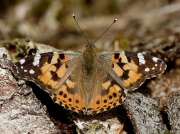 Painted Lady (Vanessa cardui)