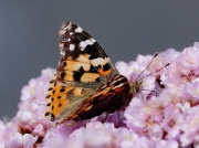 Painted Lady (Vanessa cardui)