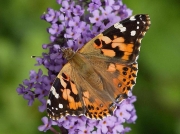 Painted Lady (Vanessa cardui)