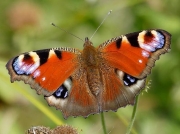 Peacock (Inachis io)