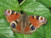 Peacock (Inachis io) on Alexanders (Smyrnium olusatrum)