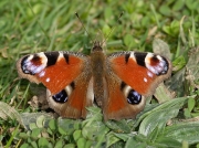 Peacock (Inachis io)