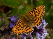 Pearl-bordered Fritillary (Boloria euphrosyne)