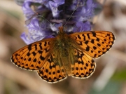 Pearl-bordered Fritillary (Boloria euphrosyne)