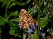 Pearl-bordered Fritillary (Boloria euphrosyne) underside