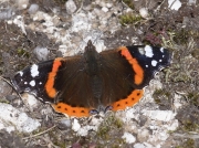 Red Admiral Butterfly (Vanessa atalanta)