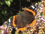 Red Admiral (Vanessa atalanta)