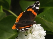 Red Admiral (Vanessa atalanta)