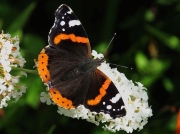 Red Admiral (Vanessa atalanta)