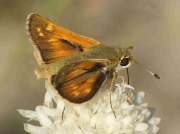 Silver-spotted Skipper-butterfly-(Hesperia comma) male - recorded in Spain © P Browning