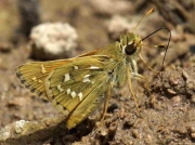 Silver-spotted Skipper (Hesperia comma) male underside recorded in Spain © P Browning