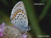 Silver-studded Blue butterfly (Plebejus argus)