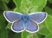 Silver-studded Blue (Plebejus argus)
