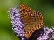 Silver-washed Fritillary (Argynnis paphia) female