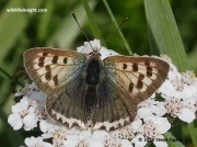 Small Copper Butterfly (Lycaena phlaeas) white form