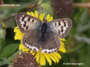Small Copper Butterfly (Lycaena phlaeas) white form