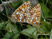 Small Pearl-bordered Fritillary (Boloria selene) pair